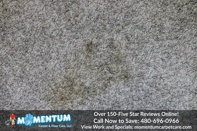 Pet Urine Removal