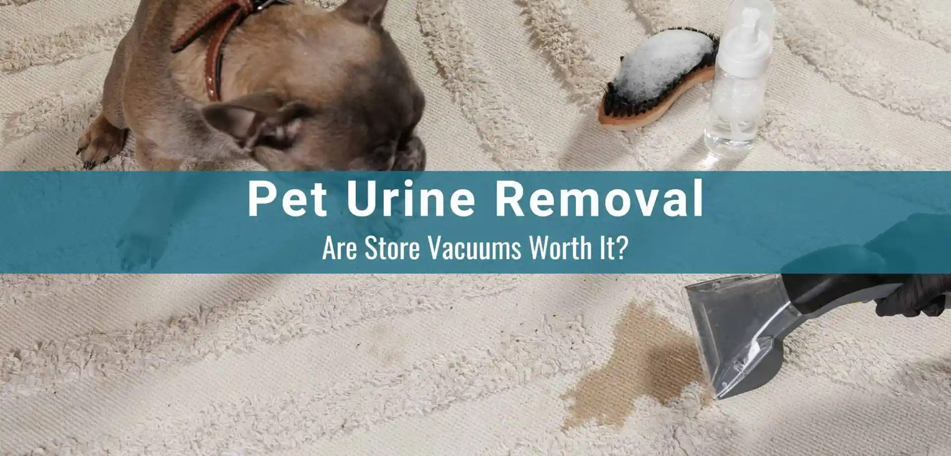 Professional Pet urine Removal vs DIY Carpet Cleaners