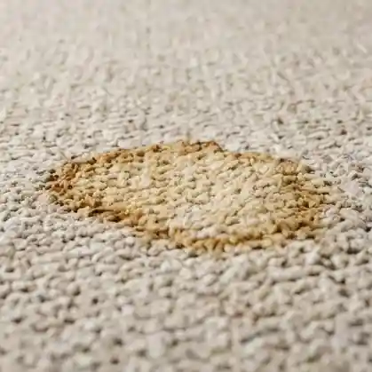 Coffee Stain Carpet Stain Removal